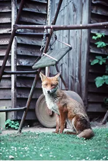 Ian Beames: WILD FOX - In suburban garden