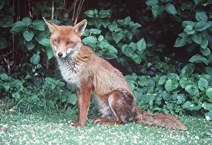 Ian Beames: Wild Fox - in suburban garden