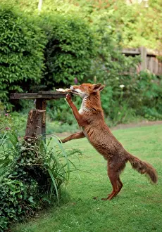 Stealing: WILD FOX - Taking food from bird table