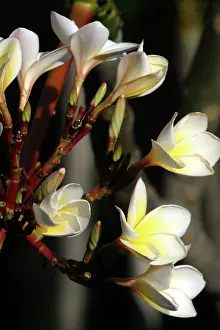 Frangipani: Wild Frangipani / Pigeon-wood / Caterpillar Tree