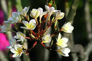 Frangipani: Wild Frangipani / Pigeon-wood / Caterpillar Tree