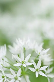 Ramsons: Wild garlic
