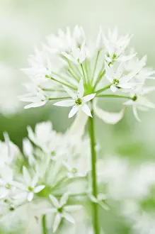 Ramsons: Wild garlic