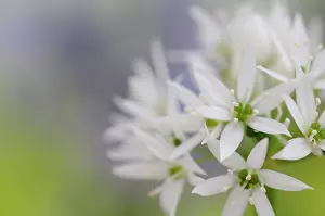 Ramsons: Wild garlic