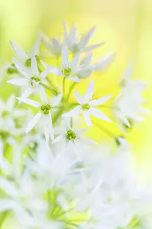 Leek: Wild Garlic