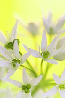 Leek: Wild Garlic