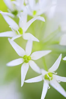 Leek: Wild Garlic