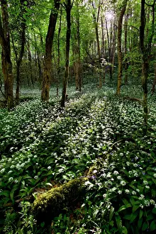 Ursinum: Wild Garlic