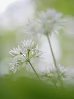 Amaryllidaceae: Wild Garlic