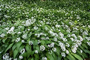 Leek: Wild Garlic