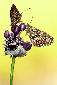 Athalia: Wild Garlic