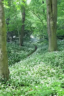 Ramsons: Wild garlic, Allium ursinum, Mass of plants with