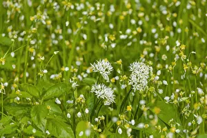 Borders: Wild garlic - blooming carpet of ramsons and few-flowered