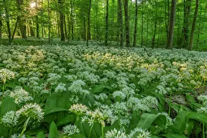 Carpet: Wild garlic - carpet of blooming wild garlic in a beech fore