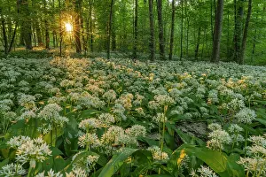 Carpet: Wild garlic - carpet of blooming wild garlic in a beech fore