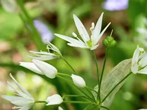 Birmingham: Wild Garlic flowers - Birmingham UK