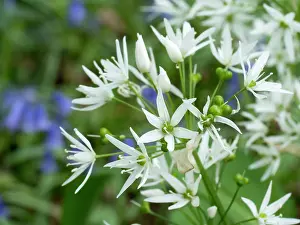 Birmingham: Wild Garlic flowers & Bluebells in woodland - Birmingham UK