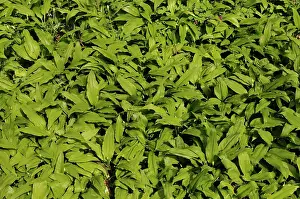 Ramsons: Wild garlic or Ramsons, Allium ursinum, mass of leaves cover