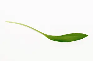 Ramsons: Wild garlic or Ramsons, Allium ursinum, single leaf cut out