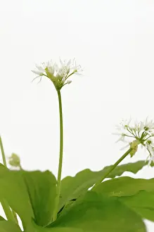 Ramsons: Wild garlic or Ramsons, Allium ursinum, white flowers and le