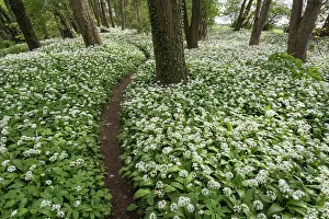 Pathway: Wild garlic, Ramsons, Allium ursinum, White subject