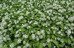 Perfume: Wild garlic, Ramsons, Allium ursinum, White subject