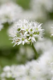 Cool: Wild garlic, Ramsons, Allium ursinum, White subject