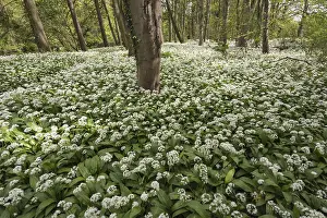 Perfume: Wild garlic, Ramsons, Allium ursinum, White subject