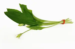 Ramsons: Wild garlic or Ramsons, Allium ursinum, bunch of leaves with