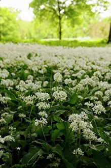 Ramsons: Wild garlic or Ramsons, Allium ursinum, growing in a shady a