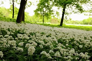 Ramsons: Wild garlic or Ramsons, Allium ursinum, growing in a shady a