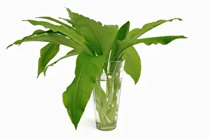 Ramsons: Wild garlic or Ramsons, Allium ursinum, leaves in a glass of