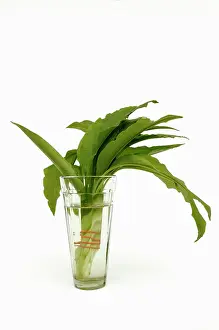 Ramsons: Wild garlic or Ramsons, Allium ursinum, leaves in a glass of