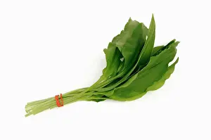 Ramsons: Wild garlic or Ramsons, Allium ursinum, leaves tied with a r