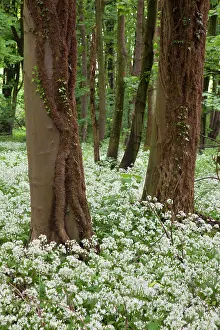 Ramsons: Wild Garlic / Ramsons - in full flower in an old