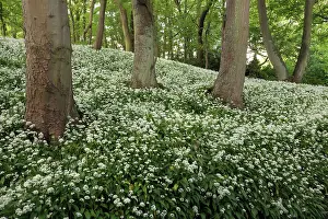 Ramsons: Wild Garlic / Ramsons - in full flower in an old