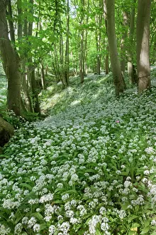 Seaons: Wild Garlic / Ramsons - in full flower in an old woodland