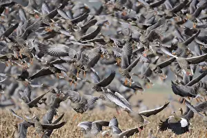 Harvest: Wild geese, mainly white-fronted geese (Anser albifrons) fly up in panic after a disturbance