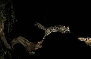 Huesca: A wild Genet jumping in the night. Hoya de Huesca