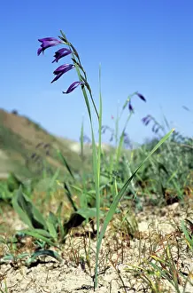 Gladiolus: Wild Gladiolus flowers