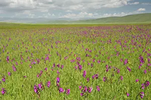 Gladiolus: Wild Gladiolus in marsh near Cildir, eastern Turkey