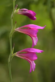 Gladiolus: Wild gladiolus, in the New Forest