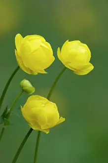 Trollius: Wild Globe Flower