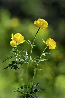 Trollius: Wild Globe Flower - summer - June