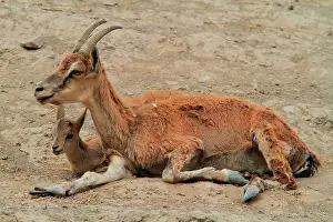 Aegagrus: Wild goat (Capra aegagrus), female and young
