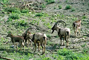 Aegagrus: Wild Goat - Cretan Wild Goat herd / Kri-kri