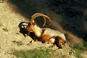 Cretan: Wild Goat - male Cretan Wild Goat / Kri-Kri