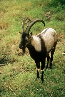 Aegagrus: Wild Goat - male Cretan Wild Goat / Kri-Kri
