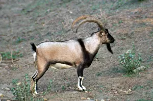 Aegagrus: Wild Goat - male Cretan Wild Goat / Kri-Kri
