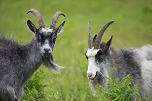 Lynton: Wild Goats of Lynton